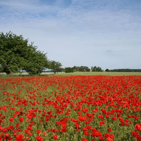 Schoenes Am In Rerik